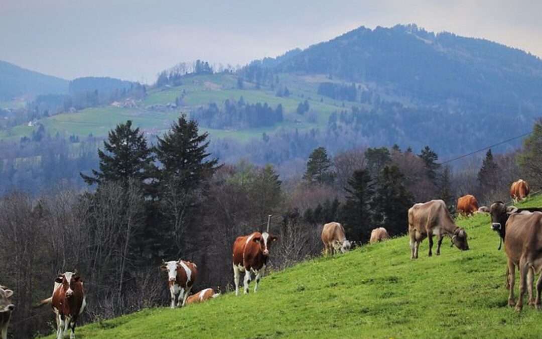 Évaluation du programme de développement rural de la région Auvergne-Rhône-Alpes