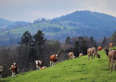 Évaluation du programme de développement rural de la région Auvergne-Rhône-Alpes